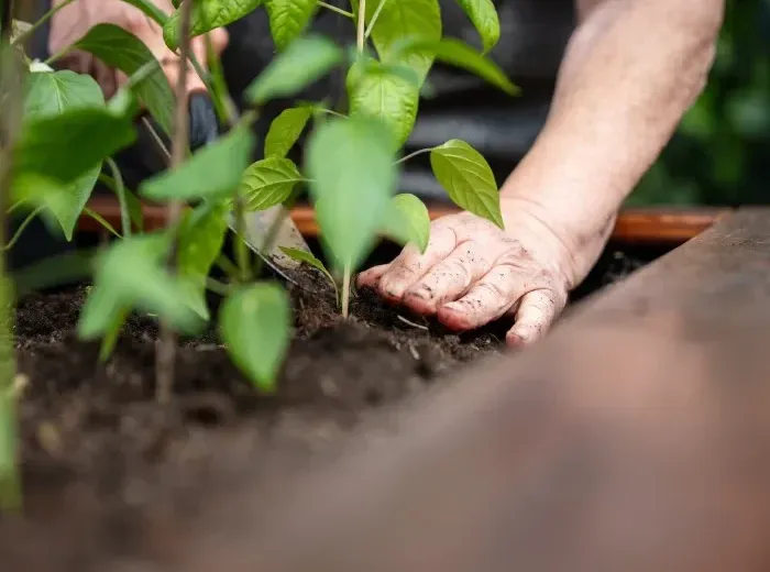 Händer som planterar en planta i en odlingsbädd